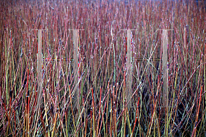 Picture of Salix alba var. vitellina 