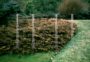 Picture of Microbiota decussata 