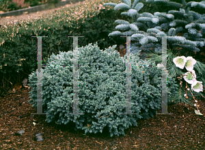 Picture of Juniperus squamata 'Blue Star'