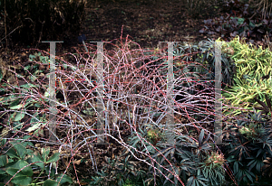 Picture of Rubus coccineanus 'Golden Vale'