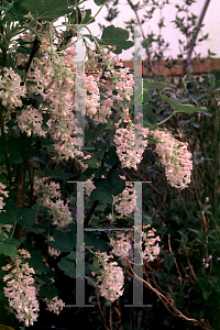 Picture of Ribes sanguineum 'Pokie Pink'