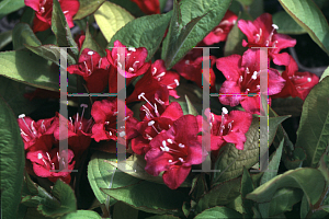 Picture of Weigela florida 'Rubidor'