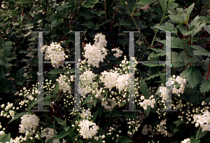 Picture of Deutzia x lemoinei 'Compacta'