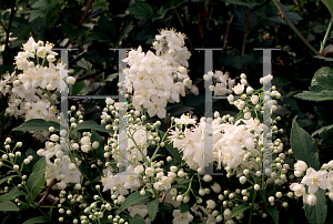 Picture of Deutzia x lemoinei 'Compacta'