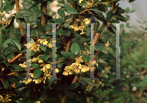 Picture of Berberis x gladwynensis 'William Penn'