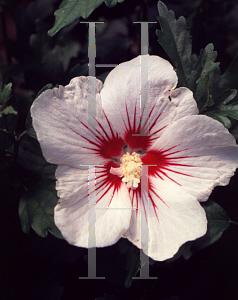 Picture of Hibiscus syriacus 'Dorothy Crane'