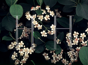 Picture of Aronia melanocarpa 'Autumn Magic'