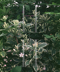 Picture of Weigela florida 'Variegata'