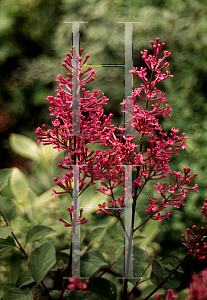 Picture of Syringa x 'George Eastman'