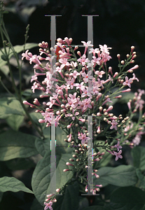 Picture of Syringa x 'Florea'