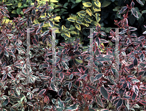 Picture of Abelia zanderi 'Conti (Confetti)'