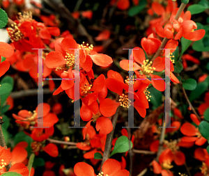 Picture of Chaenomeles speciosa 'Sargentii'