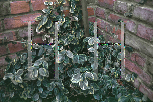 Picture of Euonymus fortunei 'E.T.'