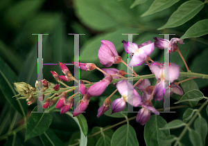 Picture of Wisteria floribunda 'Amethyst'