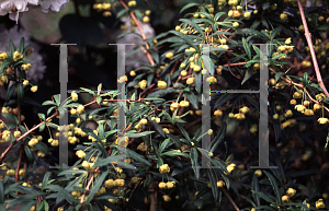 Picture of Berberis x frikartii 'Amstelveen'