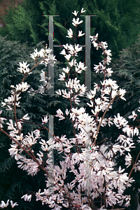 Picture of Abeliophyllum distichum 