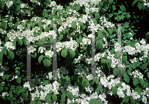 Picture of Viburnum plicatum f. tomentosum 'Shasta'