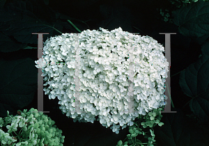 Picture of Hydrangea arborescens 'Annabelle'