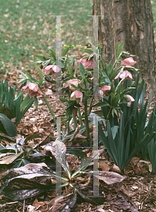 Picture of Helleborus orientalis 