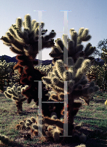 Picture of Opuntia prolifera 