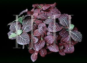 Picture of Fittonia verschaffeltii 