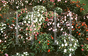 Picture of Impatiens x hawkeri 