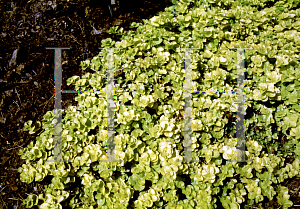 Picture of Lysimachia nummularia 'Aurea'