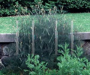 Picture of Foeniculum vulgare 'Bronze'