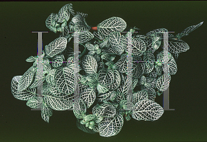 Picture of Fittonia verschaffeltii var. argyoneura 