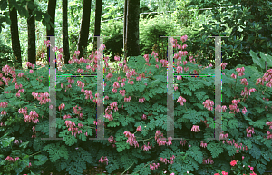 Picture of Dicentra formosa 'Luxuriant'