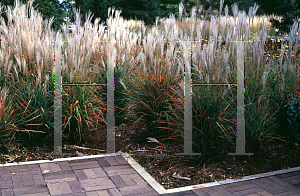 Picture of Miscanthus sinensis 'Purpurascens'