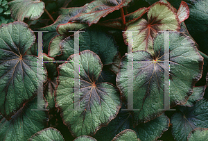 Picture of Begonia rex cultorum hybrids 'Fire Blush'