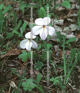 Picture of Viola pedata 