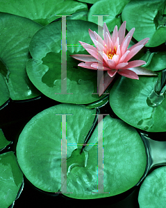 Picture of Nymphaea  'Rose Arey'