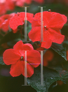 Picture of Impatiens walleriana 