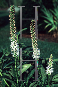 Picture of Liatris spicata 'Alba'