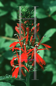 Picture of Lobelia cardinalis 