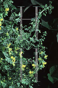 Picture of Tropaeolum peregrinum 