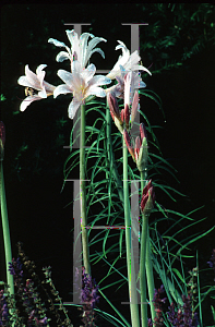 Picture of Lycoris squamigera 