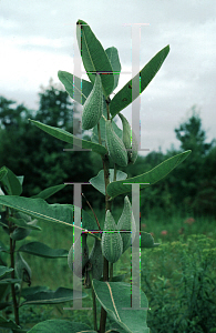 Picture of Asclepias syriaca 