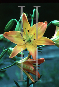 Picture of Lilium  'Gardenia'