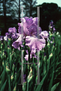 Picture of Iris germanica 'Mary Frances'