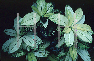 Picture of Codiaeum variegatum var. pictum 'Iceton Yellow'