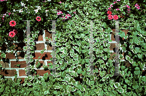 Picture of Vinca major 'Variegata'