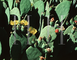 Picture of Opuntia ellisiana 