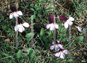 Picture of Viola pedata 