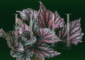 Picture of Begonia x erythrophylla 