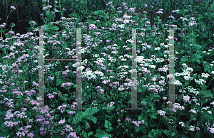 Picture of Ageratum houstonianum 'Blue Horizon'