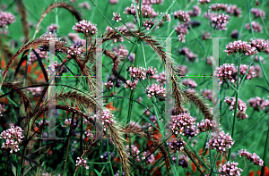 Picture of Pennisetum setaceum 'Rubrum'