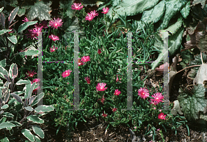 Picture of Delosperma cooperi 